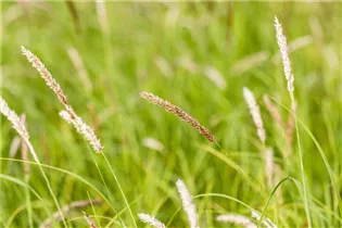 Melica ciliata - Wimper-Perlgras