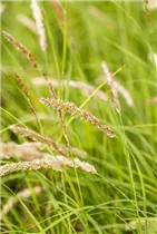 Melica ciliata - Wimper-Perlgras