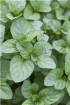 Mentha x piperita 'Orange' - Orangen-Minze Mentha x piperita 'Orange' - Orangen-Minze