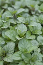 Mentha x piperita 'Orange' - Orangen-Minze Mentha x piperita 'Orange' - Orangen-Minze