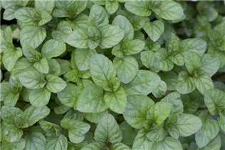 Mentha x piperita 'Orange' - Orangen-Minze Mentha x piperita 'Orange' - Orangen-Minze