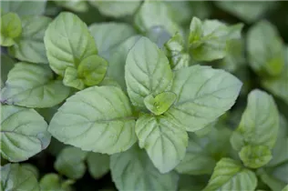 Mentha x piperita 'Orange' - Orangen-Minze Mentha x piperita 'Orange' - Orangen-Minze