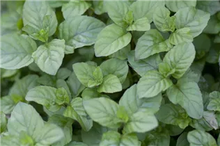 Mentha x piperita 'Orange' - Orangen-Minze Mentha x piperita 'Orange' - Orangen-Minze