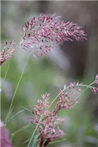 Melinis nerviglumis 'Savannah' - Rubingras 'Savannah'