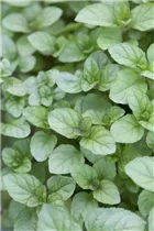 Mentha x piperita var. citrata - Bergamot-Minze Mentha x piperita var. citrata - Bergamot-Minze