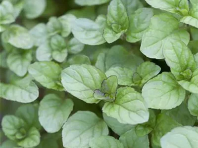 Mentha x piperita var. citrata - Bergamot-Minze Mentha x piperita var. citrata - Bergamot-Minze