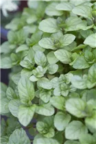 Mentha x piperita var. citrata - Bergamot-Minze Mentha x piperita var. citrata - Bergamot-Minze