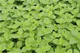 Mentha x piperita var. citrata - Bergamot-Minze Mentha x piperita var. citrata - Bergamot-Minze