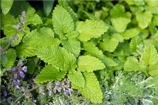 Melissa officinalis 'Citronella' - Zitronenmelisse 'Citronella'