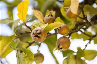 Mespilus germanica - Mispel