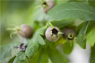 Mespilus germanica - Mispel
