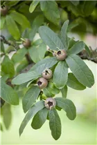 Mespilus germanica - Mispel