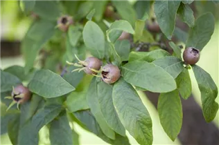 Mespilus germanica - Mispel