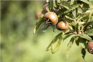 Mespilus germanica - Mispel