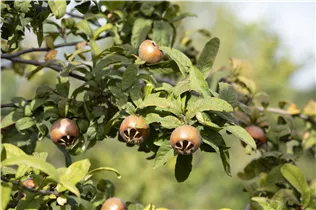 Mespilus germanica - Mispel