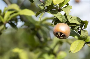 Mespilus germanica - Mispel