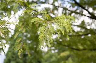 Metasequoia glyptostroboides 'Schirrmann´s Nordlicht' - Chinesisches Rotholz 'Schirrmann´s Nordlicht' Metasequoia glyptostroboides 'Schirrmann´s Nordlicht' - Chinesisches Rotholz 'Schirrmann´s Nordlicht'
