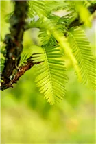 Metasequoia glyptostroboides - Chinesisches Rotholz Metasequoia glyptostroboides - Chinesisches Rotholz