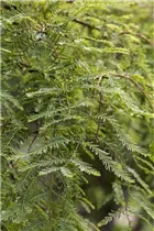 Metasequoia glyptostroboides 'Miss Grace' - Chinesisches Rotholz 'Miss Grace' Metasequoia glyptostroboides 'Miss Grace' - Chinesisches Rotholz 'Miss Grace'