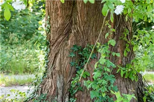 Metasequoia glyptostroboides - Chinesisches Rotholz Metasequoia glyptostroboides - Chinesisches Rotholz