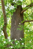 Metasequoia glyptostroboides - Chinesisches Rotholz Metasequoia glyptostroboides - Chinesisches Rotholz