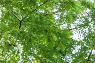 Metasequoia glyptostroboides - Chinesisches Rotholz Metasequoia glyptostroboides - Chinesisches Rotholz
