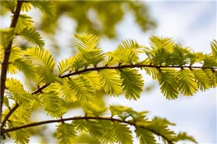 Metasequoia glyptostroboides 'Gold Rush' - Chinesisches Rotholz 'Gold Rush'