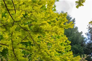 Metasequoia glyptostroboides 'Gold Rush' - Chinesisches Rotholz 'Gold Rush'