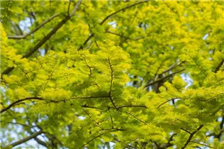Metasequoia glyptostroboides 'Gold Rush' - Chinesisches Rotholz 'Gold Rush'