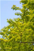 Metasequoia glyptostroboides 'Gold Rush' - Chinesisches Rotholz 'Gold Rush'