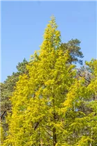 Metasequoia glyptostroboides 'Gold Rush' - Chinesisches Rotholz 'Gold Rush'
