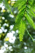 Metasequoia glyptostroboides 'Gold Rush' - Chinesisches Rotholz 'Gold Rush'