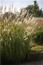 Miscanthus sinensis 'Adagio' - Garten-Chinaschilf 'Adagio'