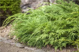 Microbiota decussata - Fächerwacholder