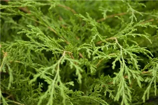 Microbiota decussata - Fächerwacholder