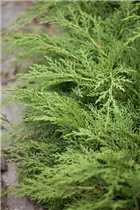 Microbiota decussata - Fächerwacholder