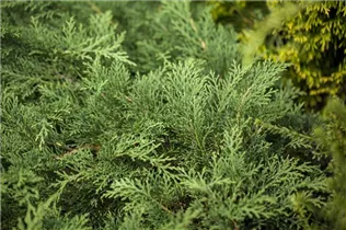 Microbiota decussata - Fächerwacholder