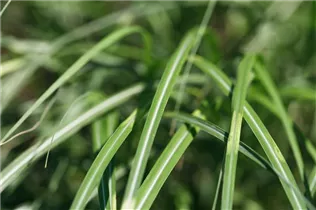 Miscanthus sinensis 'Cabaret' - Garten-Chinaschilf 'Cabaret'