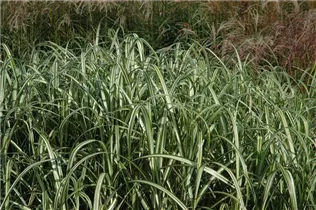 Miscanthus sinensis 'Cabaret' - Garten-Chinaschilf 'Cabaret'
