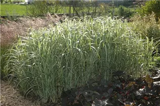 Miscanthus sinensis 'Cabaret' - Garten-Chinaschilf 'Cabaret'