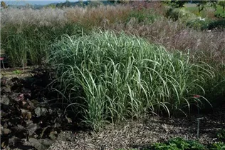 Miscanthus sinensis 'Cabaret' - Garten-Chinaschilf 'Cabaret'