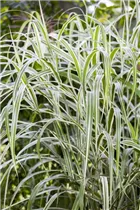 Miscanthus sinensis 'Cosmopolitan' - Garten-Chinaschilf 'Cosmopolitan'