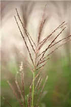 Miscanthus sinensis 'Dronning Ingrid' - Halbhohes Chinaschilf 'Dronning Ingrid'