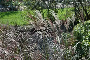 Miscanthus sinensis 'Ferner Osten' - Garten-Chinaschilf