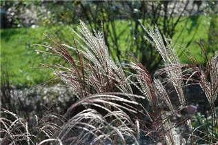 Miscanthus sinensis 'Ferner Osten' - Garten-Chinaschilf