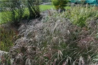 Miscanthus sinensis 'Ferner Osten' - Garten-Chinaschilf