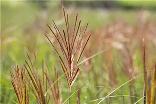 Miscanthus sinensis 'Ferner Osten' - Garten-Chinaschilf