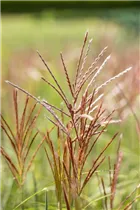 Miscanthus sinensis 'Ferner Osten' - Garten-Chinaschilf