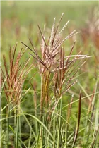 Miscanthus sinensis 'Ferner Osten' - Garten-Chinaschilf