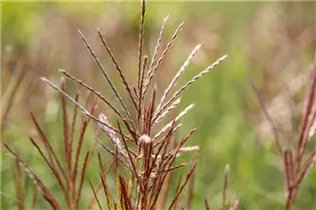 Miscanthus sinensis 'Ferner Osten' - Garten-Chinaschilf